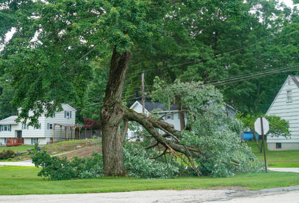 Best Best Tree Removal Services  in Port Monmouth, NJ